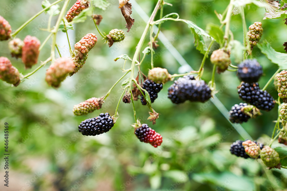 Many ripe and unripe organic blackberries growing on a bush in a summer garden