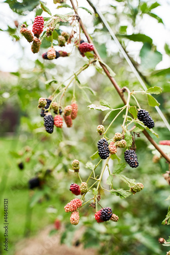 Obraz na płótnie Many ripe and unripe organic blackberries growing on a bush in a summer garden w salonie