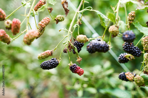 Obraz na płótnie Many ripe and unripe organic blackberries growing on a bush in a summer garden w salonie