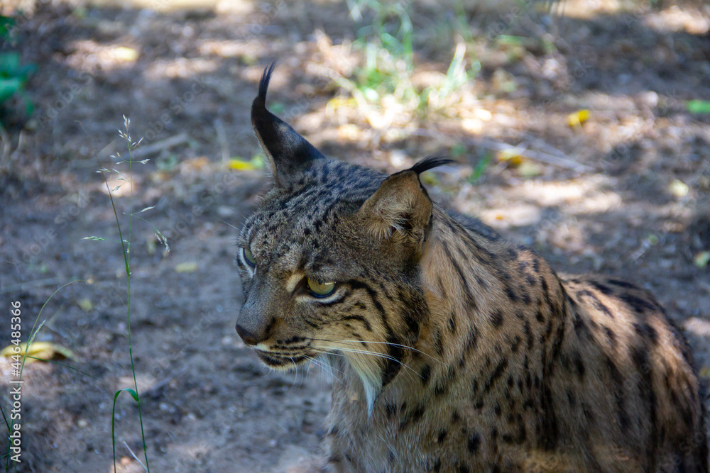 Young Iberian lynx lying on the ground. Selective focus. Young Iberian lynx lying on the ground. Selective focus.