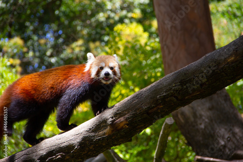 Smiling red panda passing by tree branch.