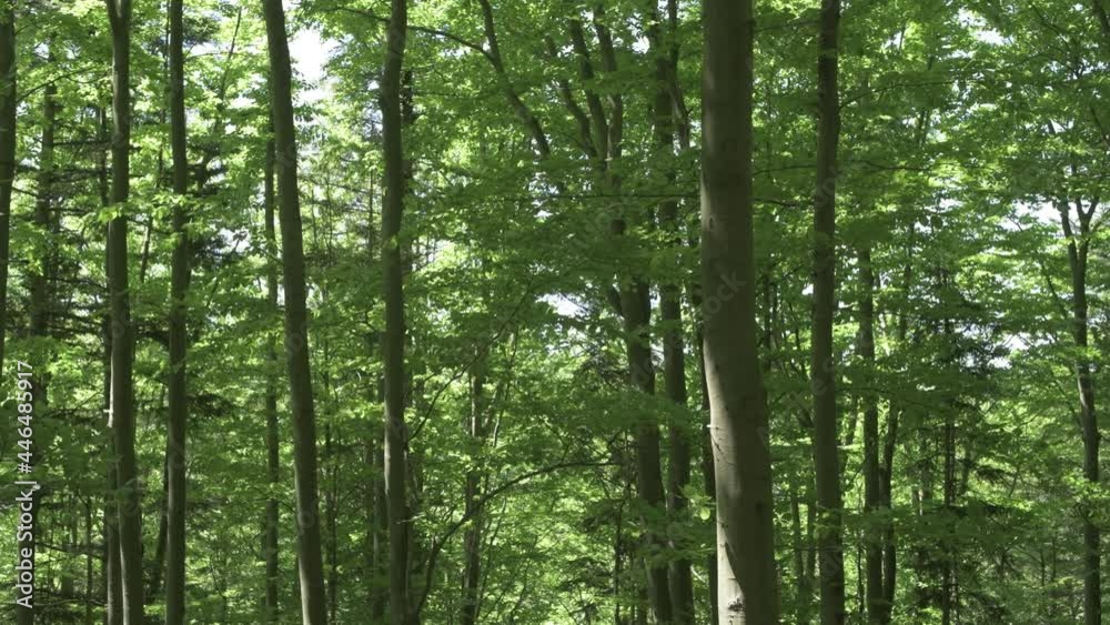 Magical summer forest with warm sunbeams Magical summer forest with warm sunbeams