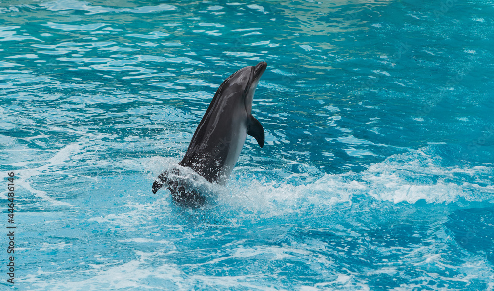 Obraz premium Beluga whales in the aquarium, in nature
