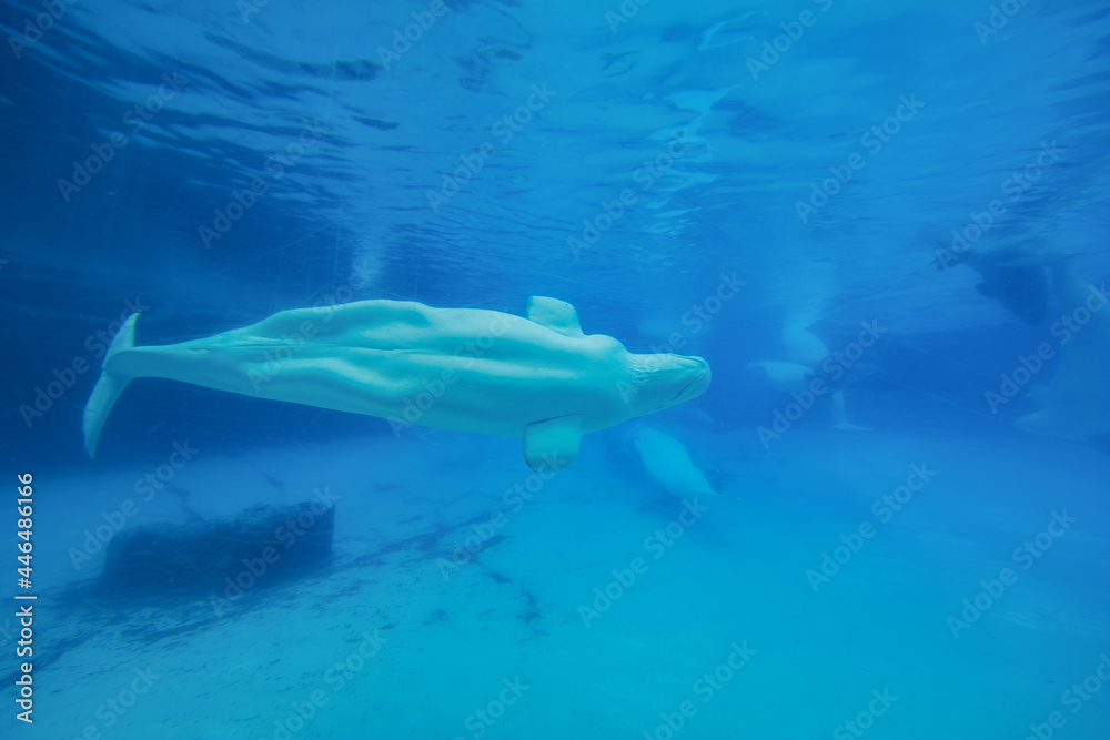 Beluga whales in the aquarium, in nature Beluga whales in the aquarium, in nature
