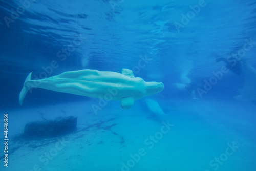 Beluga whales in the aquarium  in nature