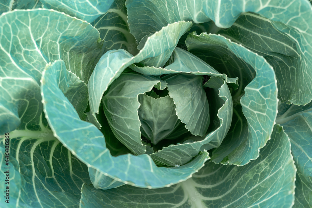 Obraz premium Top view of a head of white cabbage close-up. Gardening.