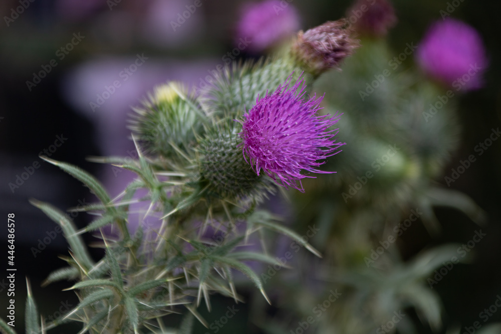 Distel Distel