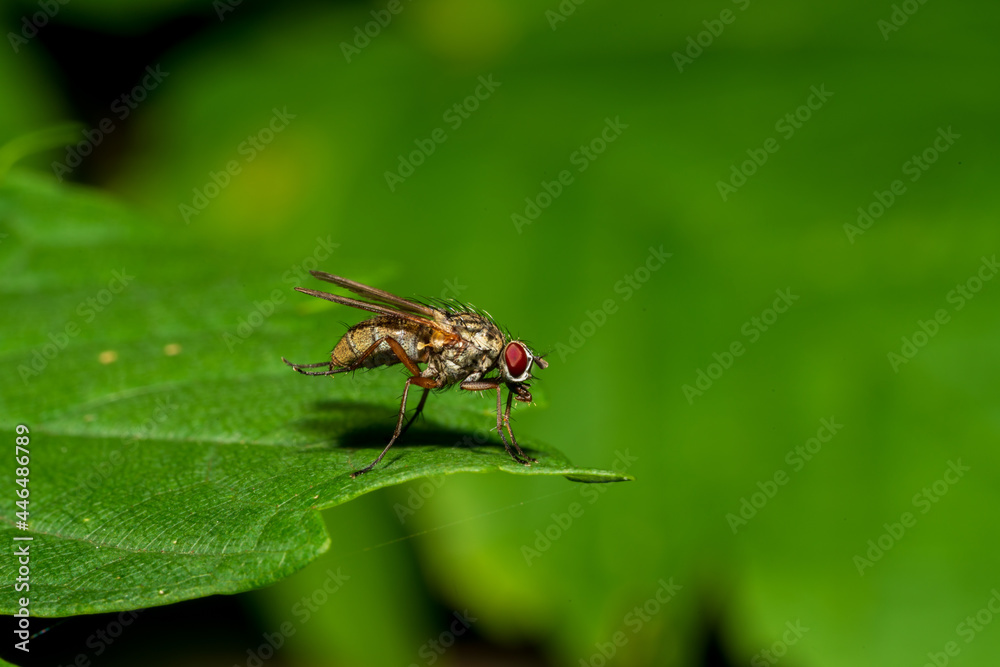 Fliege auf Blatt Fliege auf Blatt
