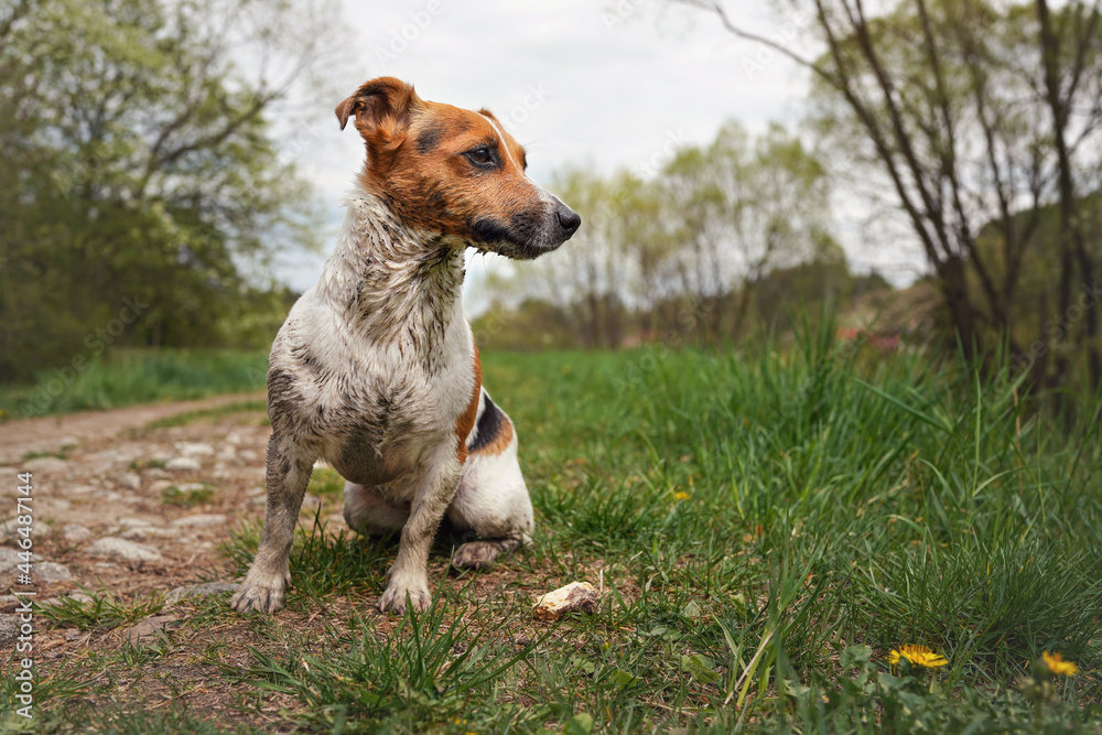 Small Jack Russell terrier sitting on ground, her fur very dirty, looking to side, grass and trees background
