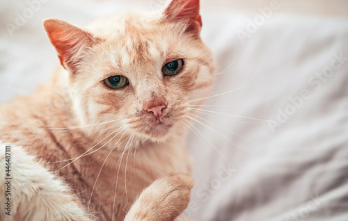 Light brown or beige cat with green eyes, resting on the bed looking curious, close-up detail