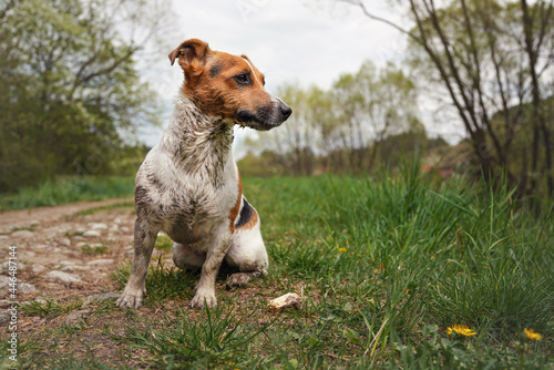 Small Jack Russell terrier sitting on ground, her fur very dirty, looking to side, grass and trees background