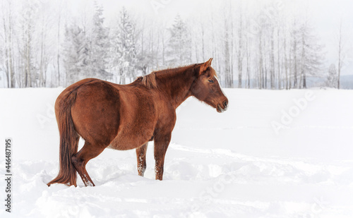 Brown horse walks on snow covered field in winter, blurred trees in background, view from side © Lubo Ivanko
