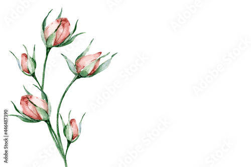 Floral background for greeting card, invitation and other printing design. Watercolor flowers roses isolated on white. Hand drawing. 