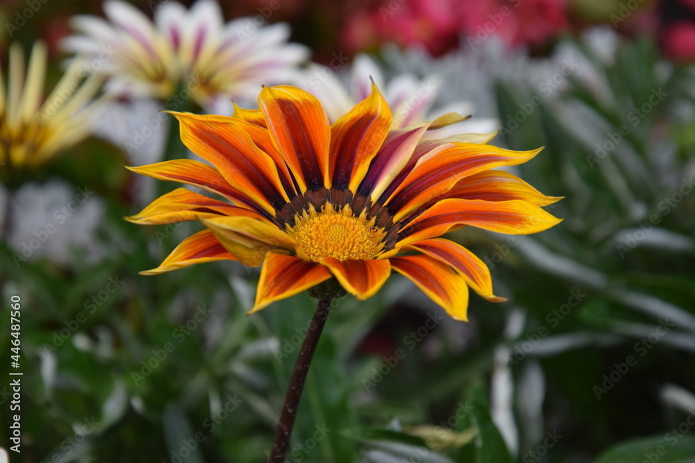 orange dahlia flower