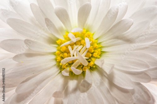 Beautiful close-up of flower with many petals