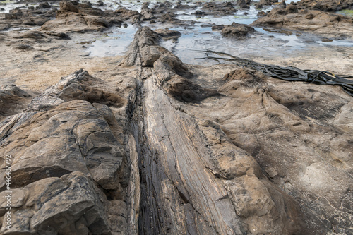 Ancient petrified forest on the coast at Curio Bay, Southland - New Zealand