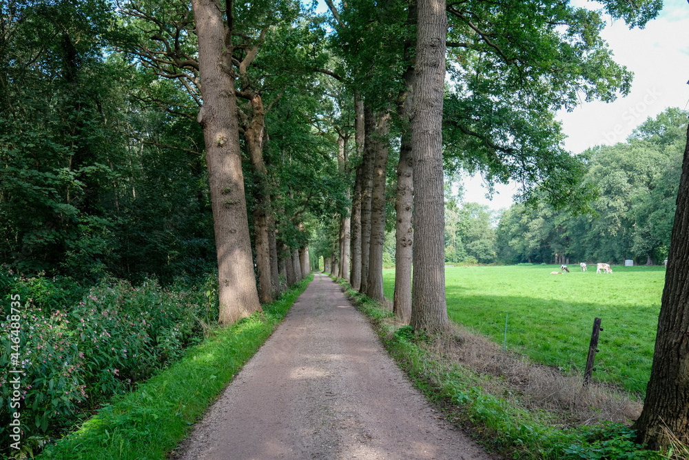 country road near Elburg, Gelderland province, The Netherlands