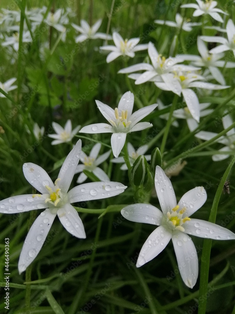 A blurry floral background of small white birdweed or ornithogalum umbellatum flowers