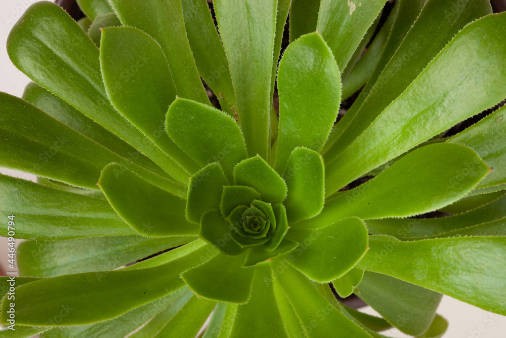 Obraz premium Aeonium Canariense beautiful rosette of green leaves, close up. Succulent plants of Aeonium Arboreum