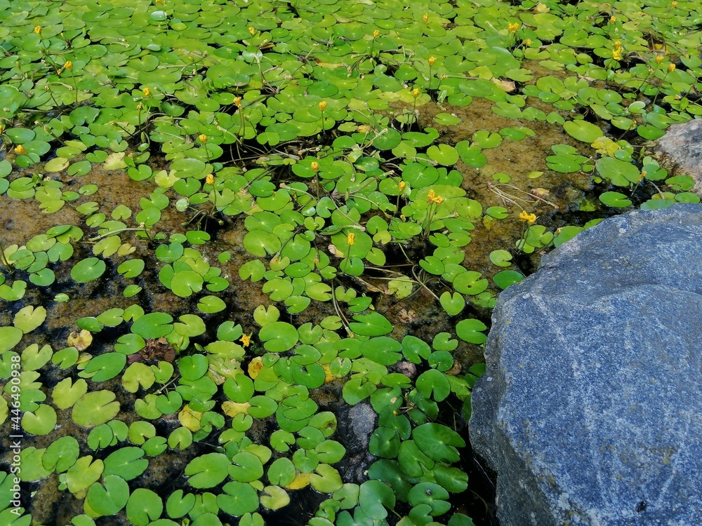 a pond with unopened buds, yellow water lilies and a large gray stone in the foreground close up. Floral Wallpaper a pond with unopened buds, yellow water lilies and a large gray stone in the foreground close up. Floral Wallpaper