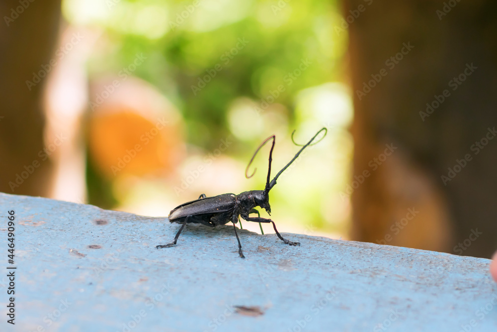 A capricorn beetle sits on a wooden surface.