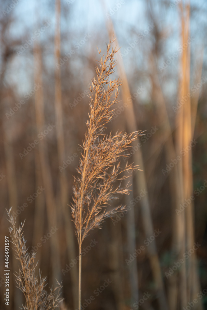 Fototapeta premium Grashalm bei Sonnenuntergang