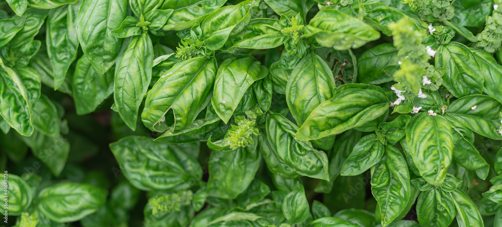 Panoramic Genovese basil with blossom flowers (bolting) at organic backyard garden in Texas, USA Panoramic Genovese basil with blossom flowers (bolting) at organic backyard garden in Texas, USA