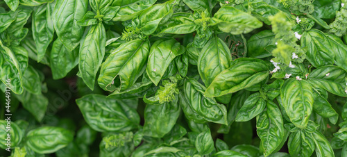Panoramic Genovese basil with blossom flowers (bolting) at organic backyard garden in Texas, USA