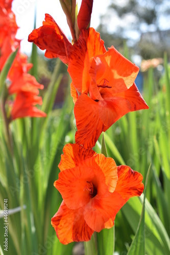 Gladiolus Igors red Bright red flowers in the garden photo