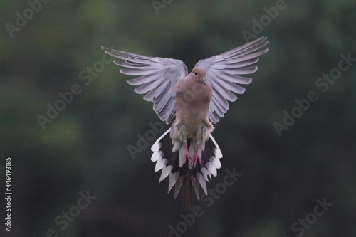 Mourning doves in low light in late evening flocking around bird feeder and attempting to land on it. Family group of three doves altogether 