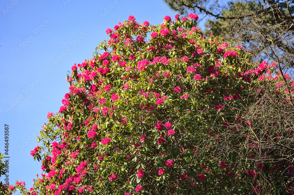 Beautiful view of spring pink wild rhododendron blooming flowering big tree with blue sky in Howth Rhododendron Gardens, Dublin, Ireland. Copy space. Soft and selective focus. Ireland wildflowers