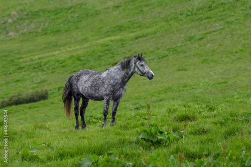 a gray spotted horse with a short mane stands grazing on a green hill
