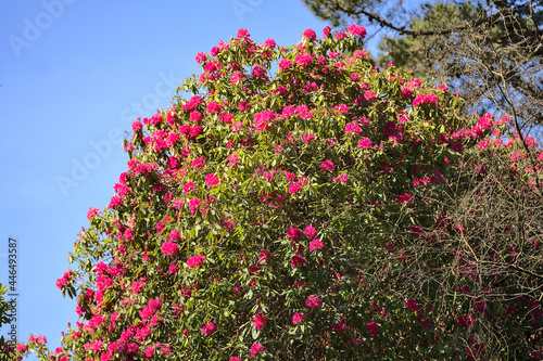 Beautiful view of spring pink wild rhododendron blooming flowering big tree with blue sky in Howth Rhododendron Gardens, Dublin, Ireland. Copy space. Soft and selective focus. Ireland wildflowers