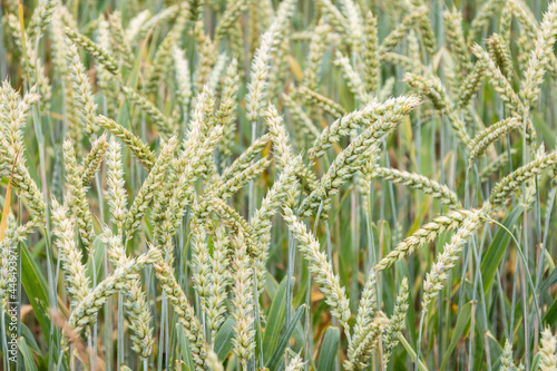 A field of unripe green wheat. The flour obtained from wheat grains is used for baking bread, making beer, vodka, and also whiskey. Close-up