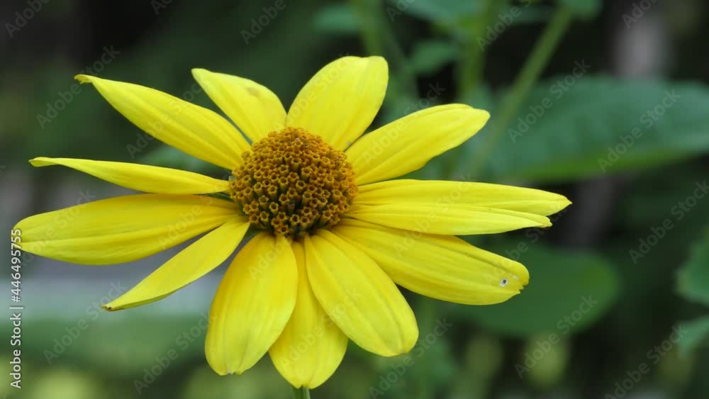 A large yellow flower on a blurred background sways in the wind. B roll