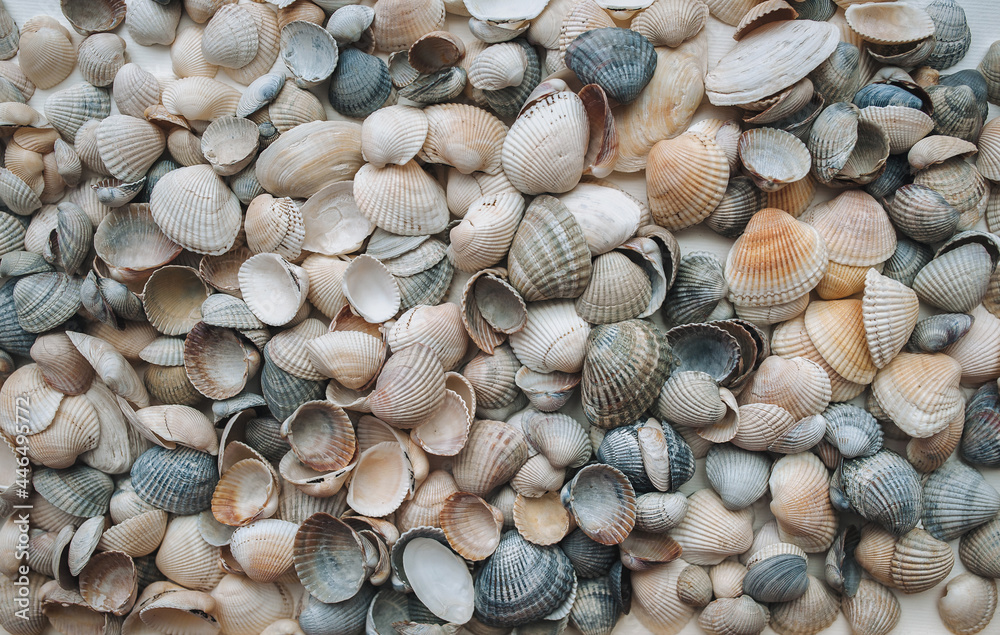 Many large beautiful seashells are laid out evenly on a white background. Natural texture, top view.