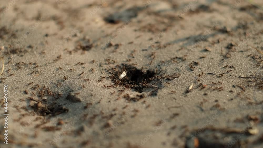 Moving colony ants close-up. Worker ants enter and exit their nest. 4K UHD video Moving colony ants close-up. Worker ants enter and exit their nest. 4K UHD video