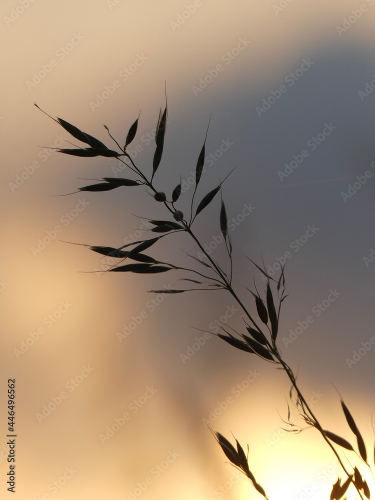 reeds at sunset reeds at sunset