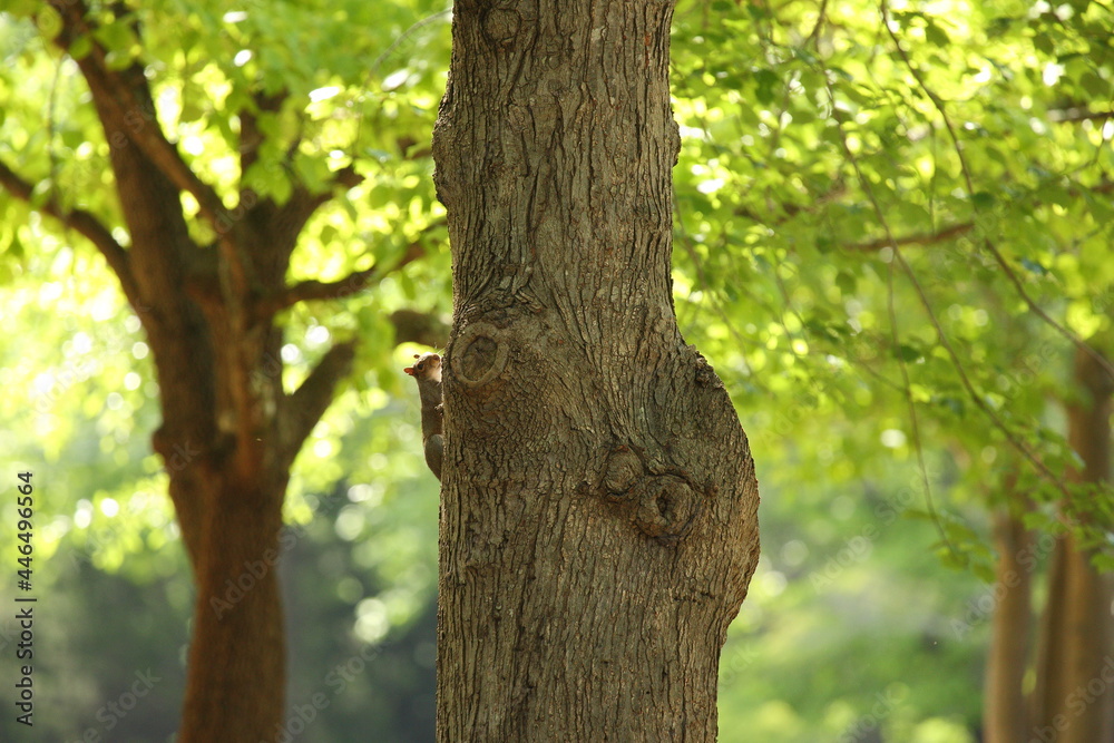 Tree with large knot bulge and cute squirrel climbing up in park forest