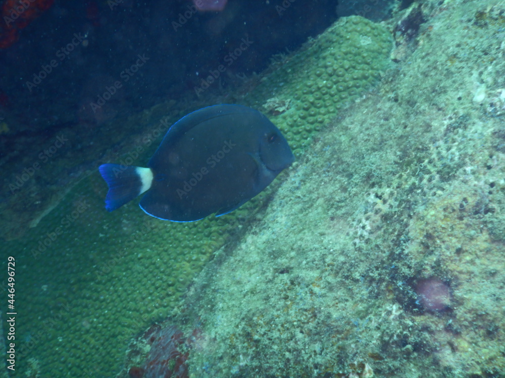Fototapeta premium diver and reef