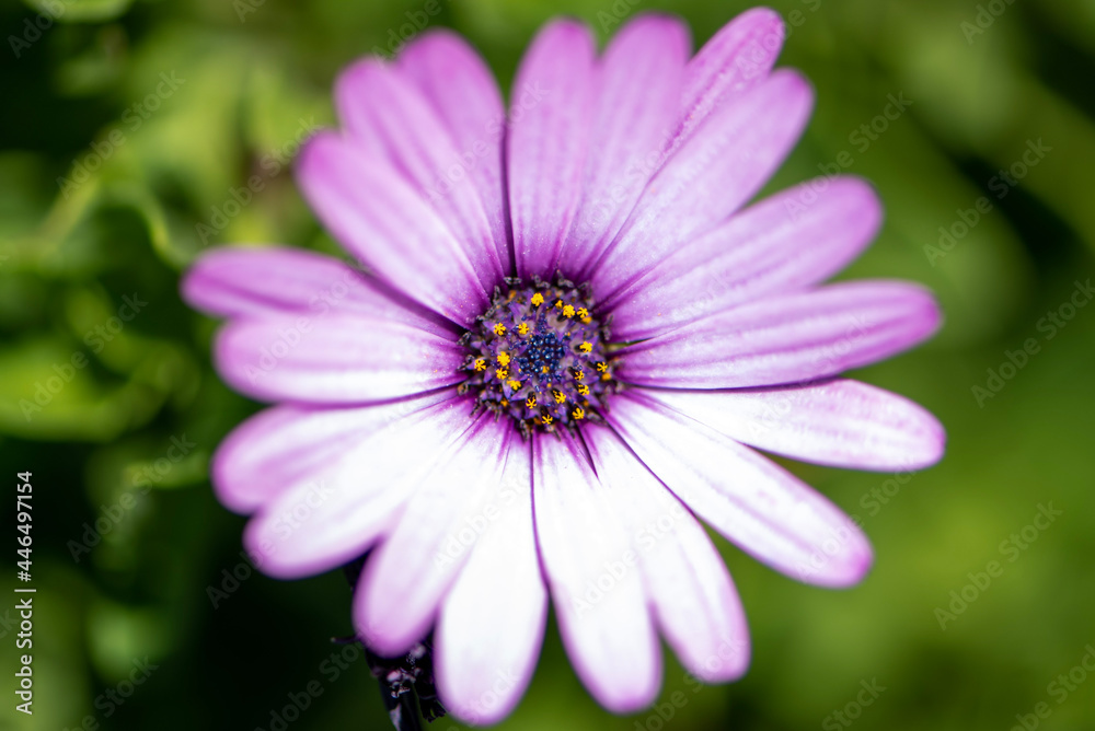 daisy flower closeup