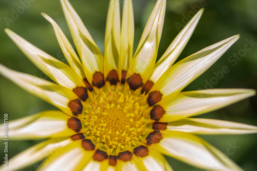 yellow flower