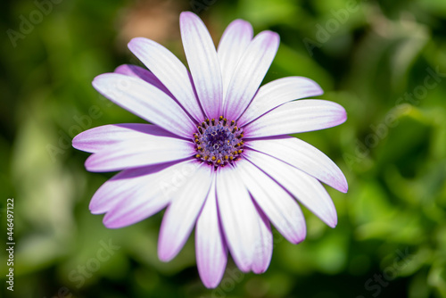 daisy in the garden
