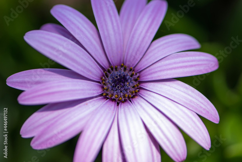daisy flower