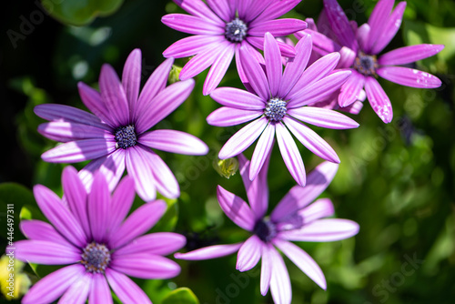 purple and white flowers