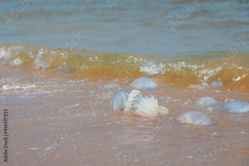 many jellyfish on the beach of the sea in summer. High quality 