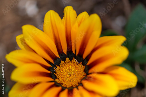 yellow flower macro