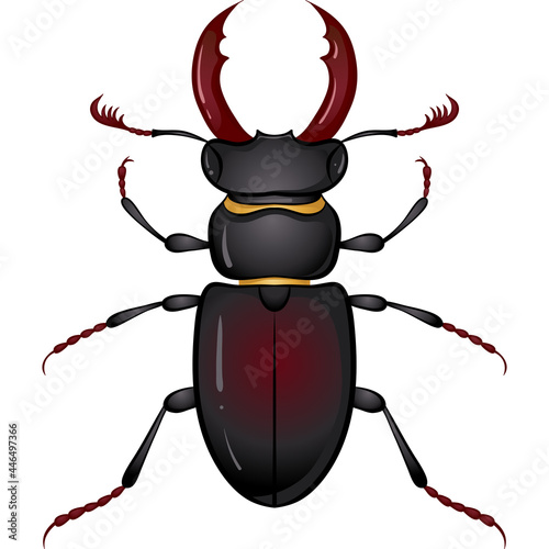 Vector illustration with insect beetle. Set isolated on white background. Stag beetle, beetle deer