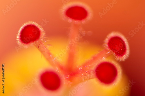 red poppy flower