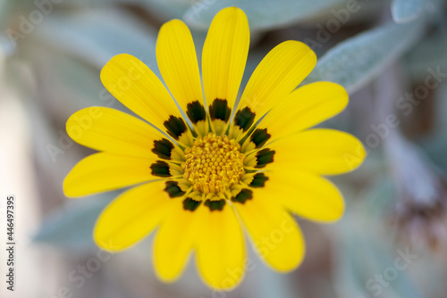 yellow daisy flower